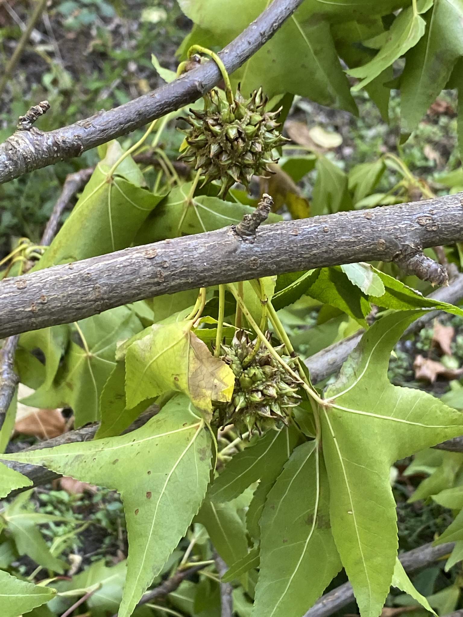 Liquidambar styraciflua